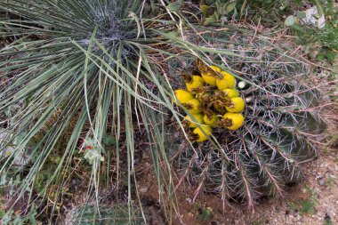 Fıçı kaktüsü meyvesi. Fıçı kaktüs meyvesi yenilebilir ve A ve C vitamini bakımından zengindir. Posa, Amerikan yerlileri tarafından doğal bir ağrı kesici olarak kullanılmıştır. Ezilmiş ve reçel ve reçelde kullanılıyor..