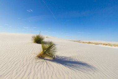 Çöl Kumulu Geçmişi. New Mexico 'daki White Sands Ulusal Parkı' nın kum tepelerindeki Yukka sabunu bitkisi..