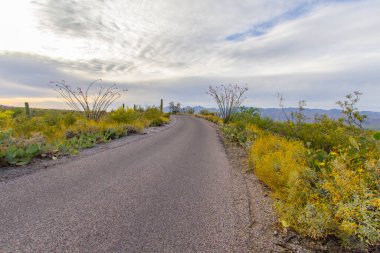 Arizona 'daki Saguaro Ulusal Parkı' ndan geçen çöl manzaralı araba. Tucson Arizona 'daki Saguaro Ulusal Parkı' nın güzel çölü boyunca tek şeritli bir yol dönüyor..