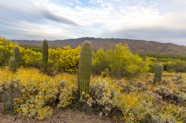 Çöl kır çiçekleri. Saguaro Kaktüsü, Tucson, Arizona 'nın dışındaki Sonoran Çölü' nde sarı kır çiçekleriyle çevrili Brittlebush ile çevrili..