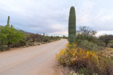 Arizona çölünde yol kenarında Saguaro kaktüsüyle gezintiye çıkmış..