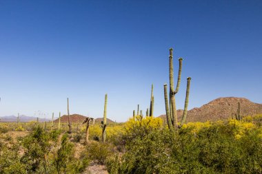 Saguaro Kaktüsü çiçek açtı. Tucson Arizona 'daki Saguaro Ulusal Parkı' nda kır çiçekleriyle büyük bir Saguaro kaktüsü..
