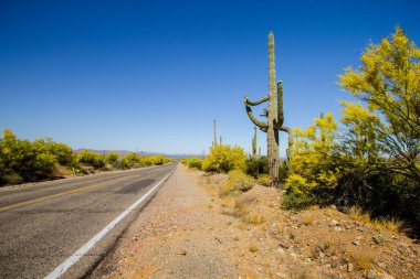 Sahne Çöl Yolu. Büyük Saguaro kaktüsü Amerikan otobanındaki uzak iki şeritli Arizona otoyolunun kenarında. 