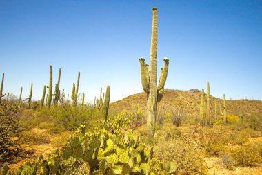 Saguaro Kaktüsü çiçek açtı. Tucson Arizona 'daki Saguaro Ulusal Parkı' nda kır çiçekleriyle büyük bir Saguaro kaktüsü..