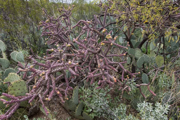 Staghorn Cholla Virágzik Vörös Vadvirágokkal Saguaro Nemzeti Parkban Tucsonban Arizonában — Stock Fotó
