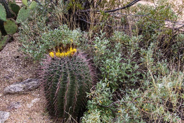 Hordó Kaktuszgyümölcs Hordó Kaktusz Gyümölcs Ehető Gazdag Vitamin Cellulóz Használták — Stock Fotó