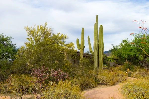 Αγριολούλουδα Μεγάλος Κάκτος Saguaro Ocotillo Cactus Και Staghorn Cholla Ανοιξιάτικα — Φωτογραφία Αρχείου