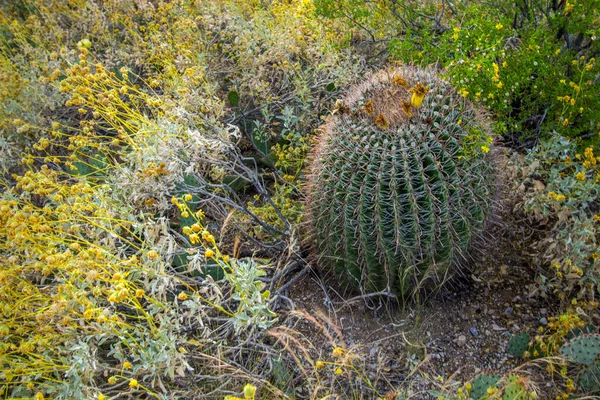 Hordó Kaktuszgyümölcs Hordó Kaktuszgyümölcs Ehető Gazdag Vitaminban Pépet Indiánok Természetes — Stock Fotó