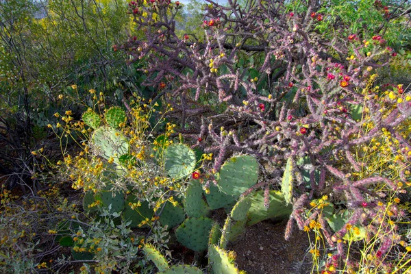 Staghorn Cholla Fichi India Cactus Con Fioriture Primaverili Fiori Selvatici — Foto Stock