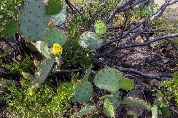 Szúrós Körte Kaktusz Virág Virágzik Kívülről Vízszintes Tájolásban Lőtték — Stock Fotó