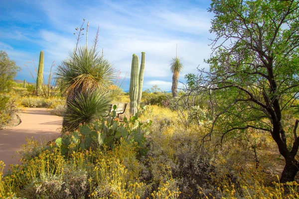 Gehbehindertengerechter Weg Saguaro Nationalpark Schlängelt Sich Durch Die Wüste Arizonas — Stockfoto