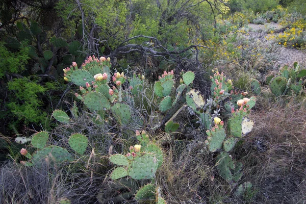 Kłujący Kwiat Kaktusa Kwitnie Strzał Góry Kierunku Poziomym — Zdjęcie stockowe