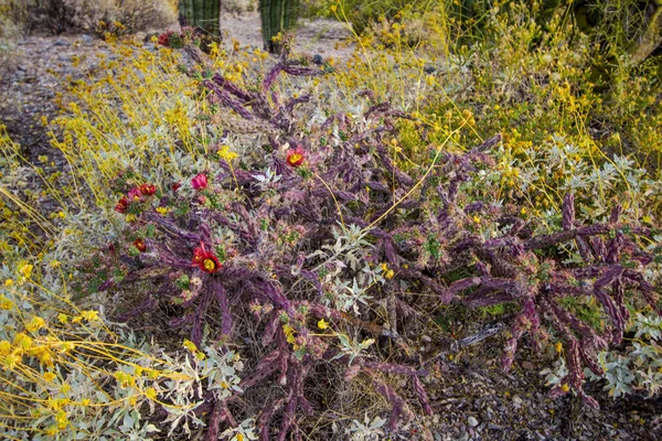 Staghorn Cholla Fiore Con Fiori Campo Rossi Parco Nazionale Del — Foto Stock