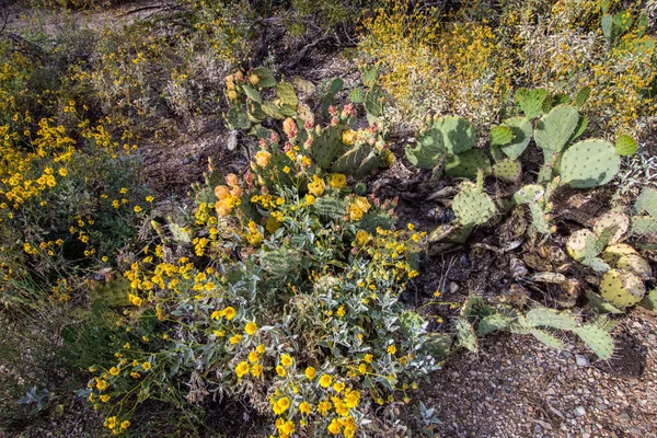 Tüskés Körte Kaktusz Virágzik Körülvéve Virágzó Sárga Brittlebush Vadvirágok Arizona — Stock Fotó