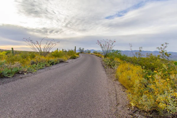 Scenic Desert Drive Keresztül Saguaro Nemzeti Park Arizona Tucson Arizonában — Stock Fotó