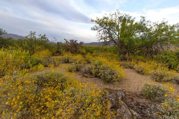 Wüste Wildblumenlandschaft Lebendige Superblüte Gelber Schlangenbuschblumen Saguaro Nationalpark Tucson Arizona — Stockfoto