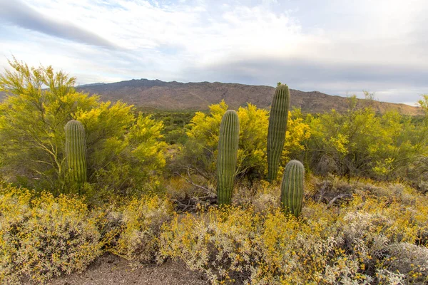 Wildblumen Wüstenlandschaft Wildblumen Und Kakteen Der Wüstenwildnis Des Saguaro Nationalparks — Stockfoto