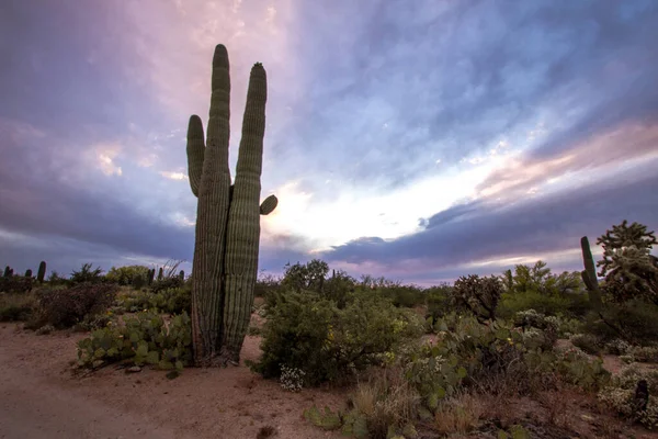 Τοπίο Άγριας Δύσης Μεγάλος Κάκτος Saguaro Ουρανό Ηλιοβασιλέματος Στο Εθνικό — Φωτογραφία Αρχείου