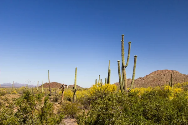 Κάκτος Saguaro Ανθίζει Μεγάλος Κάκτος Saguaro Αγριολούλουδα Στο Εθνικό Πάρκο — Φωτογραφία Αρχείου