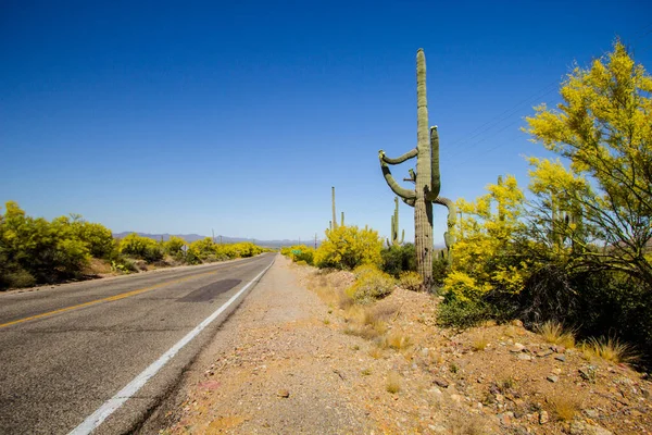 Szcenikus Desert Drive Nagy Saguaro Kaktusz Egy Távoli Kétsávos Arizona — Stock Fotó