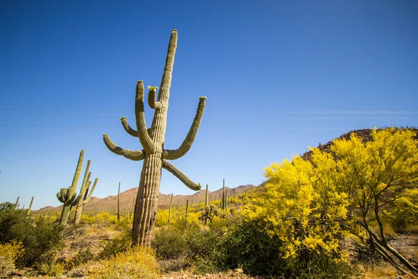 Κάκτος Saguaro Ανθίζει Μεγάλος Κάκτος Saguaro Αγριολούλουδα Στο Εθνικό Πάρκο — Φωτογραφία Αρχείου