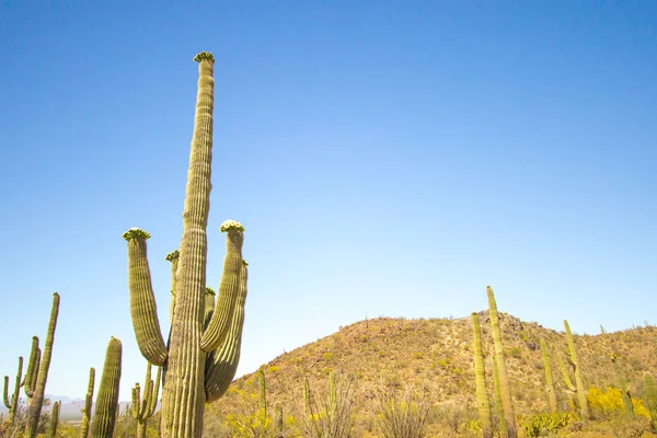 Κάκτος Saguaro Ανθίζει Μεγάλος Κάκτος Saguaro Αγριολούλουδα Στο Εθνικό Πάρκο — Φωτογραφία Αρχείου