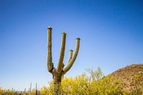 Saguaro Cactus Fiore Grande Cactus Saguaro Con Fiori Campo Parco — Foto Stock