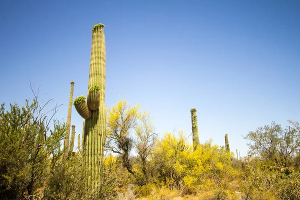 Εθνικό Πάρκο Σαγκουάρο Μεγάλες Κάκτος Saguaro Dot Τοπίο Του Εθνικού — Φωτογραφία Αρχείου