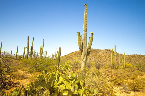 Κάκτος Saguaro Ανθίζει Μεγάλος Κάκτος Saguaro Αγριολούλουδα Στο Εθνικό Πάρκο — Φωτογραφία Αρχείου