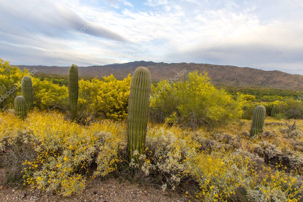 Desert Wildflowers. Saguaro Cactus surrounded by brittlebush with yellow wildflowers in the Sonoran Desert outside of Tucson, Arizona.