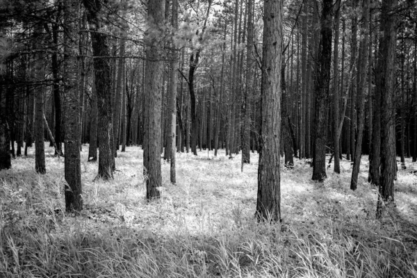 Abstract Forest Background. Black and white cedar and pine forest background.