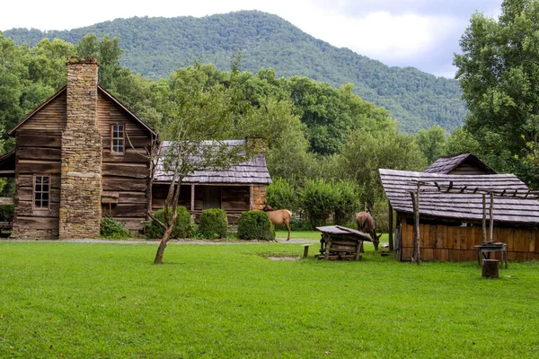 Älg Betar Nationalparken Great Smoky Mountains Framför Historisk Stuga Vid — Stockfoto