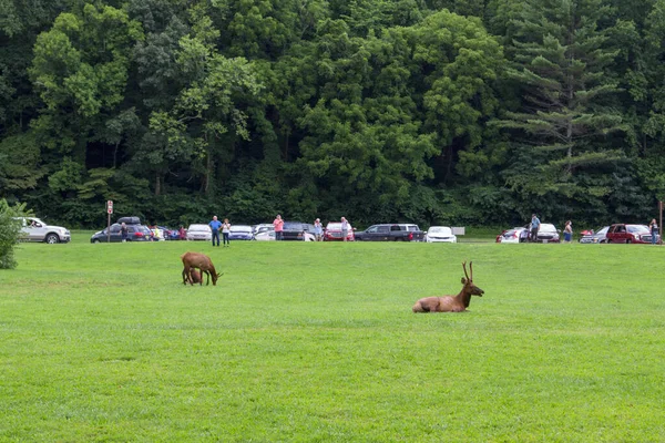 美国田纳西州盖茨林堡 2020年8月12日 在大烟山国家公园的Ocanaluftee游客中心观赏麋鹿群的大批游客 — 图库照片