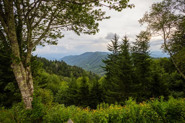Sommar Vid Great Smoky Mountains National Park Vid Foten Parkway — Stockfoto