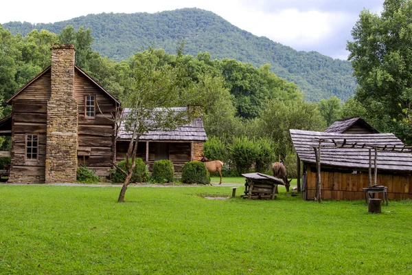 Elk Graze Great Smoky Mountains National Park Front Historic Cabin Stock Picture