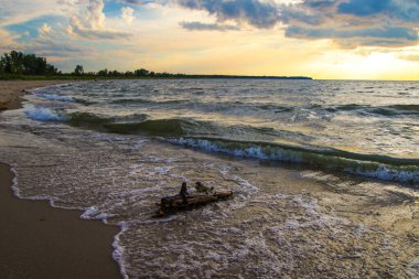 Sahilde sürüklenen ağaçlar. Dalgalar, gün batımında, Michigan 'daki Port Crescent State Parkı' ndaki Huron Gölü kıyısında büyük bir ağaç parçasını kıyıya vuruyor..