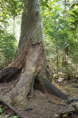  Michigan 'ın küçük bir yarımadası olan Copper Harbor' daki Estivant Pines Doğa Sığınağı. Doğa sığınağında kuzeydeki eski bir orman boyunca yürüyüş yolları yer alıyor..