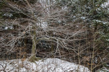 Kış Soyut Arkaplanı. Çıplak donmuş ağaç dalları kar kaplı bir kış ormanından uzanıyor.. 