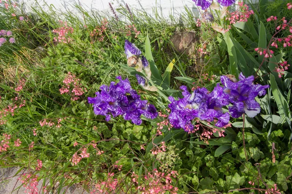 Lila Iris Staude Vibrierende Lila Iris Einem Sommergarten — Stockfoto