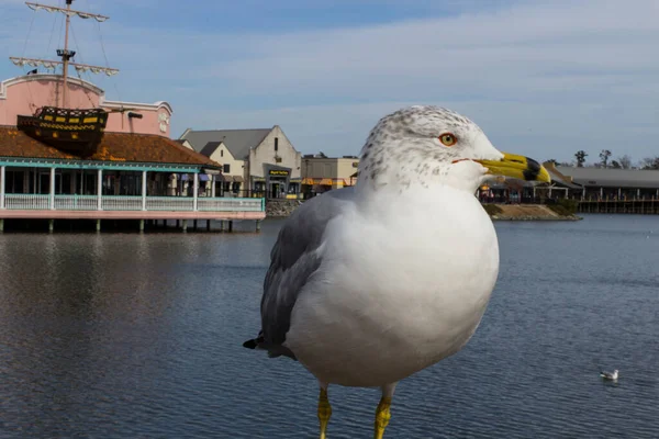 Myrtle Beach Güney Carolina Abd Şubat 2015 Martı Güney Carolina — Stok fotoğraf