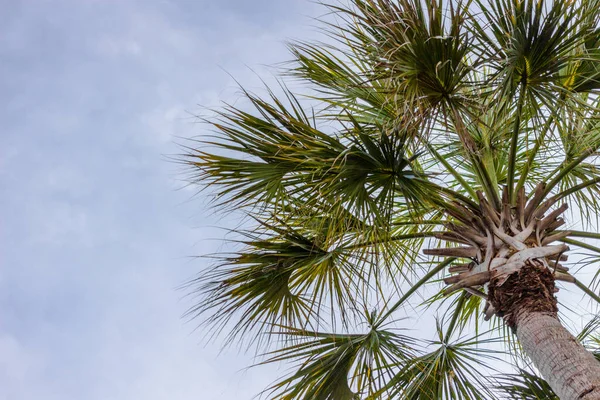 Palmetto Tree Przeciwko Błękitnemu Niebu Przestrzenią Kopiowania Orientacji Poziomej — Zdjęcie stockowe