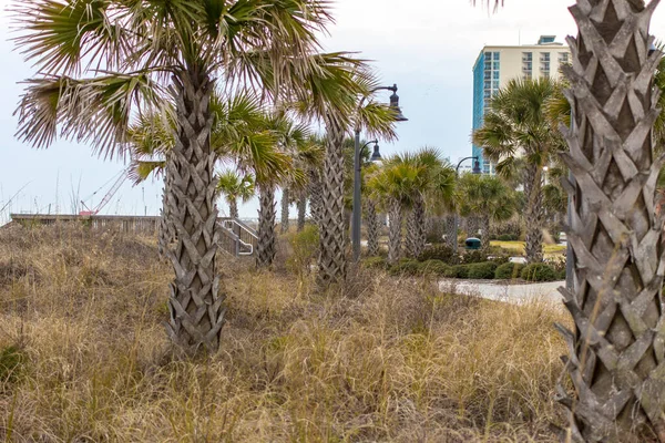 Myrtle Beach Boardwalk Palmetto Trees Shops Resorts Line Downtown Myrtle — Stock Photo, Image