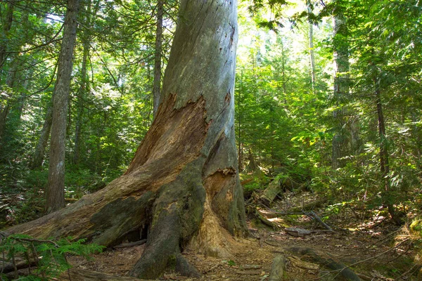 Estivant Pines Nature Sanctuary Small Upper Peninsula Michigan Town Copper — Foto de Stock
