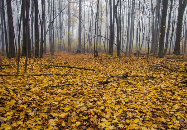 Michigan Autumn Forest Background. Fall forest on a foggy morning with yellow leaves in the foreground.