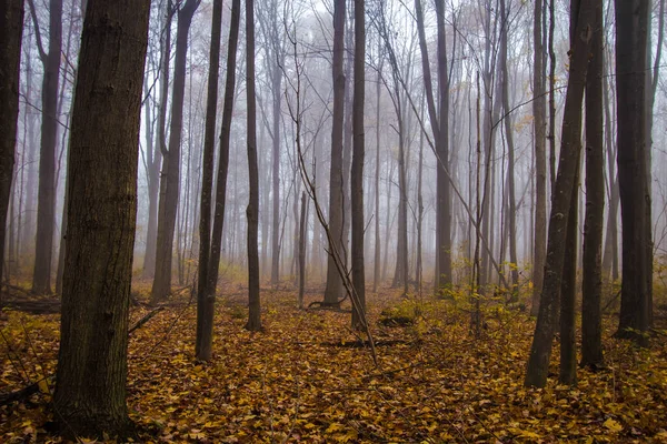 Туманный Тёмный Лес Привидениями — стоковое фото