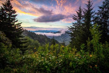 Büyük Smoky Dağları Gündoğumu ve Yabani Çiçekler. Dumanlı Dağ gündoğumu ön planda kır çiçekleri ile birlikte Gatlinburg, Tennessee 'deki Büyük Smoky Dağları Ulusal Parkı' nda bulunan Newfound Gap 'te..