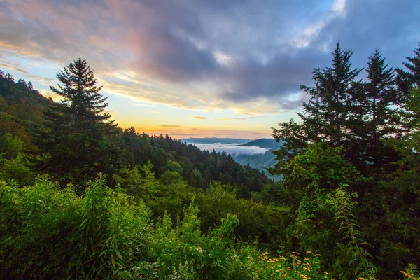 Great Smoky Mountains Sunrise Wildflowers Inglês Smoky Mountain Sunrise Com — Fotografia de Stock