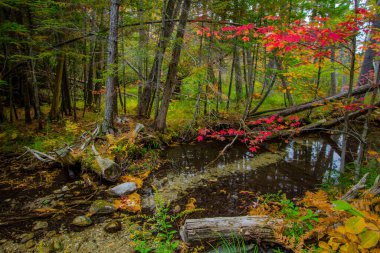 Sonbahar Ormanı manzarası. Kuzey Michigan 'da, Hartwick Pines Eyalet Parkı' nda yaprakları dökülen bir ormanın içinden akın.
