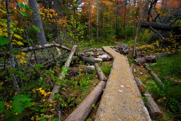 Michigan Herfstwandeling Levendige Herfstkleuren Langs Een Wandelpad Door Het Hardhouten — Stockfoto