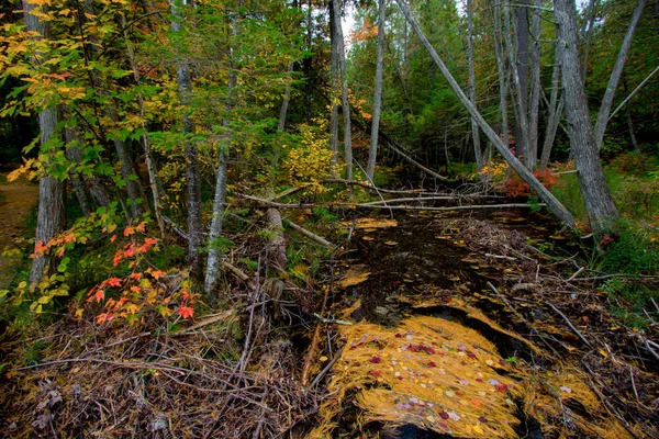 Höstens Skogslandskap Strömma Genom Skog Med Fallande Lövverk Norra Michigan — Stockfoto